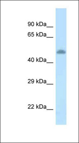 Anti-TAT antibody produced in rabbit