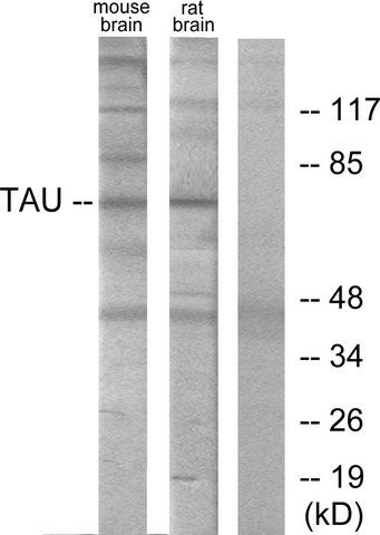 Anti-TAU antibody produced in rabbit