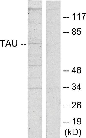 Anti-TAU antibody produced in rabbit