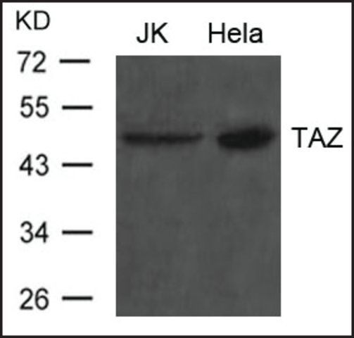 Anti-TAZ antibody produced in rabbit