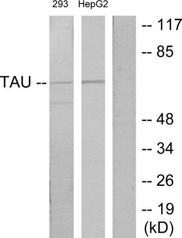 Anti-TAU antibody produced in rabbit