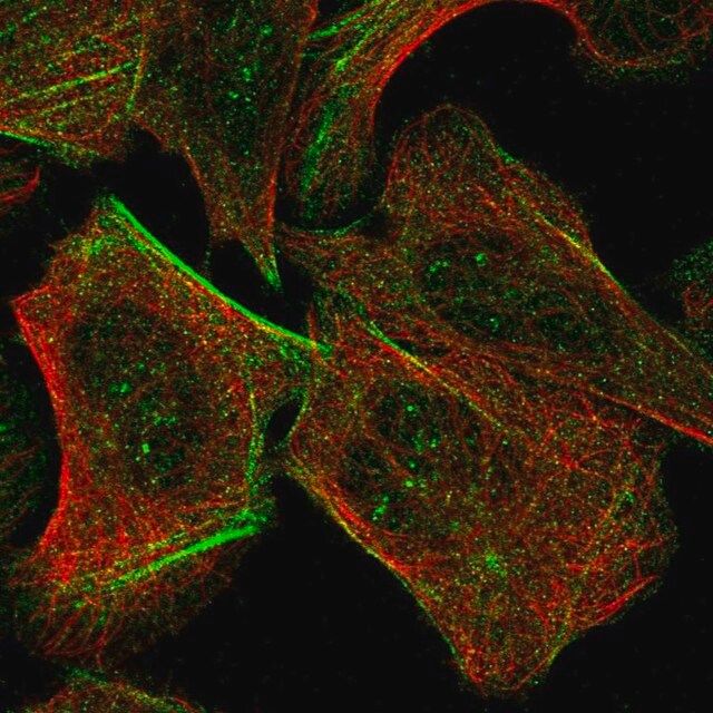 Anti-TAX1BP3 antibody produced in rabbit