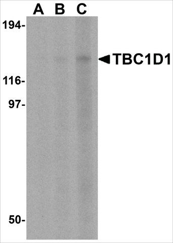 Anti-TBC1D1 antibody produced in rabbit