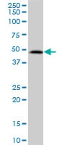 Anti-SUDS3 antibody produced in mouse