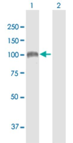 Anti-SULF1 antibody produced in mouse