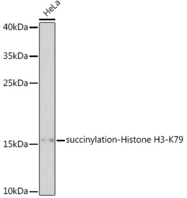 Anti-succinylation-Histone H3-K79 antibody produced in rabbit