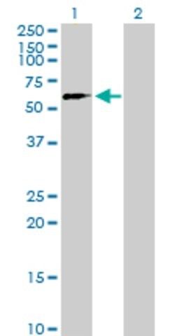 Anti-SUHW2 antibody produced in mouse