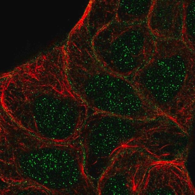 Anti-STYK1 antibody produced in rabbit