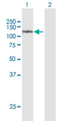 Anti-SULF1 antibody produced in rabbit