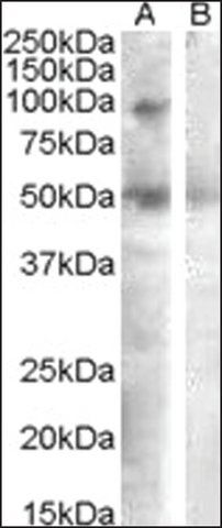 Anti-SULF2 antibody produced in goat