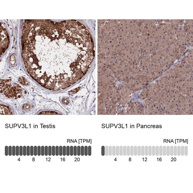 Anti-SUPV3L1 antibody produced in rabbit