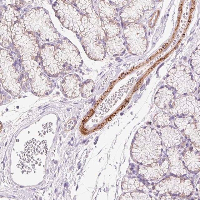 Anti-SUSD5 antibody produced in rabbit