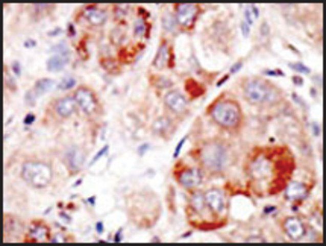 Anti-SUMO3 (C-term) antibody produced in rabbit