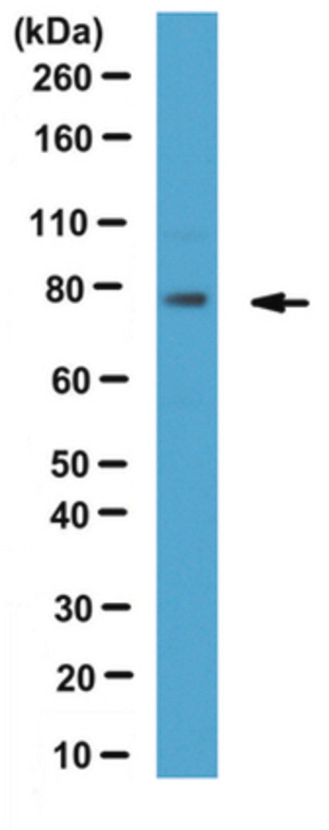 Anti-SUN2 Antibody