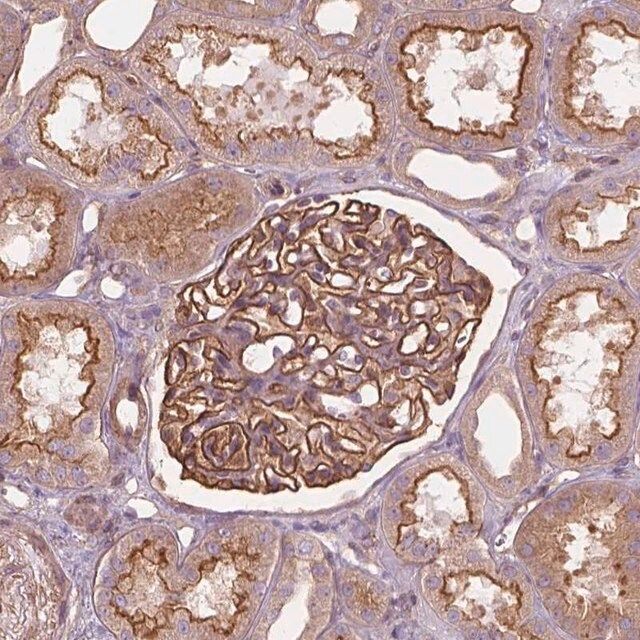 Anti-SURF4 antibody produced in rabbit