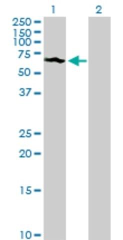 Anti-SUOX antibody produced in rabbit