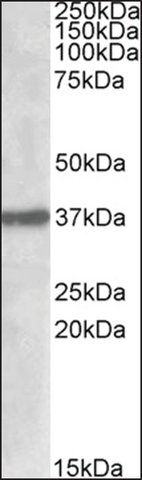 Anti-SUMF1 antibody produced in goat