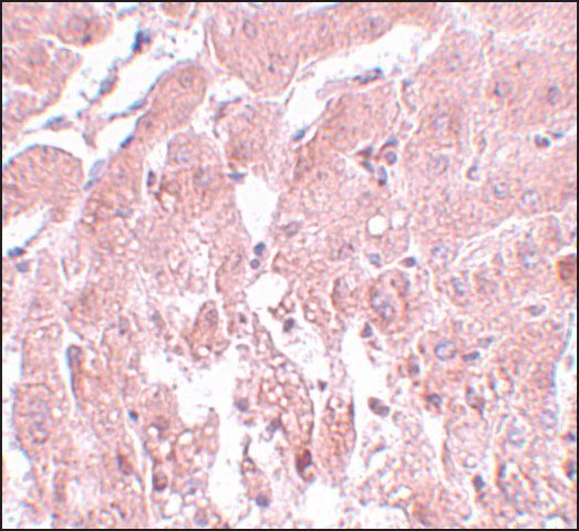 Anti-SUMO2/3 antibody produced in rabbit