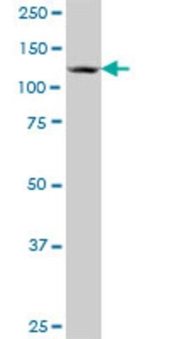 Anti-SUHW4 antibody produced in mouse