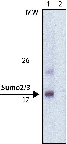 Anti-Sumo-2/3 antibody, Rat monoclonal