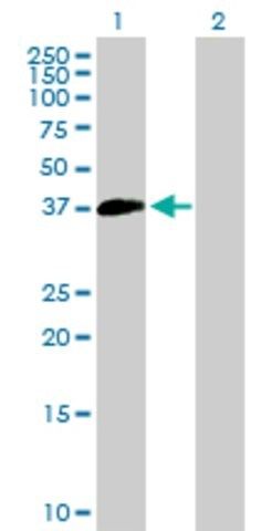 Anti-SUV39H2 antibody produced in mouse