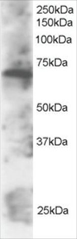 Anti-SWAP70 antibody produced in goat