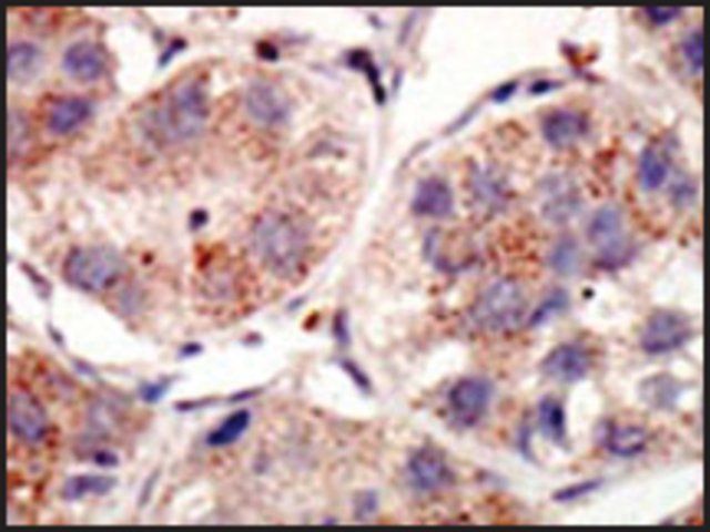 Anti-SUMO3 (C-term P94) antibody produced in rabbit