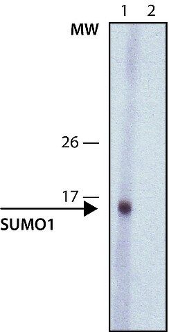 Anti-Sumo-1 antibody, Rat monoclonal