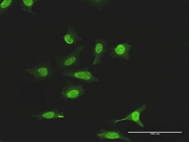 Anti-SUMO2 antibody produced in rabbit