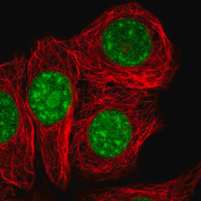 Anti-SURF2 antibody produced in rabbit