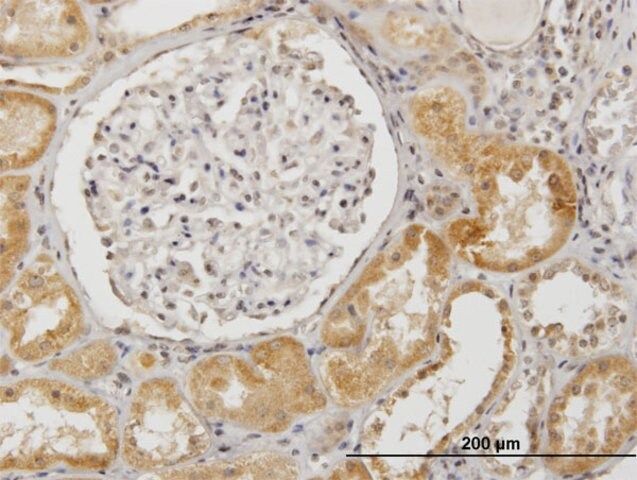 Anti-SUOX, (N-terminal) antibody produced in mouse