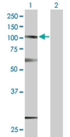 Anti-SUSD2 antibody produced in mouse