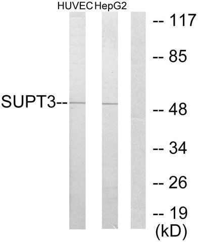 Anti-SUPT3H antibody produced in rabbit