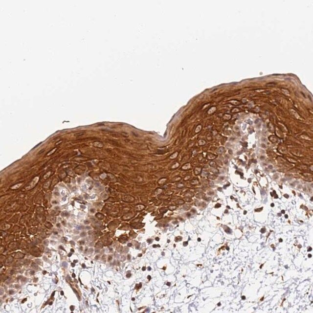 Anti-SURF2 antibody produced in rabbit