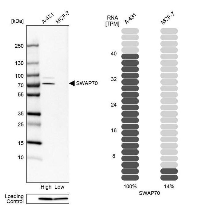 Anti-SWAP70 antibody produced in rabbit