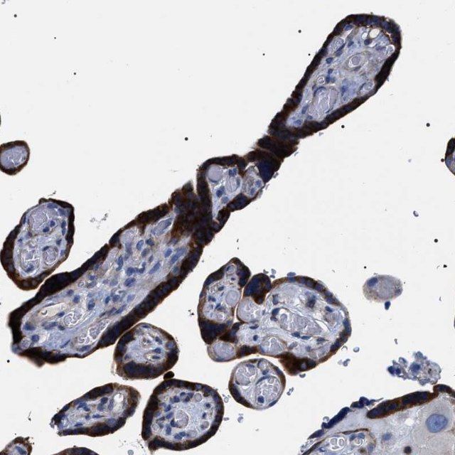 Anti-SVEP1 antibody produced in rabbit