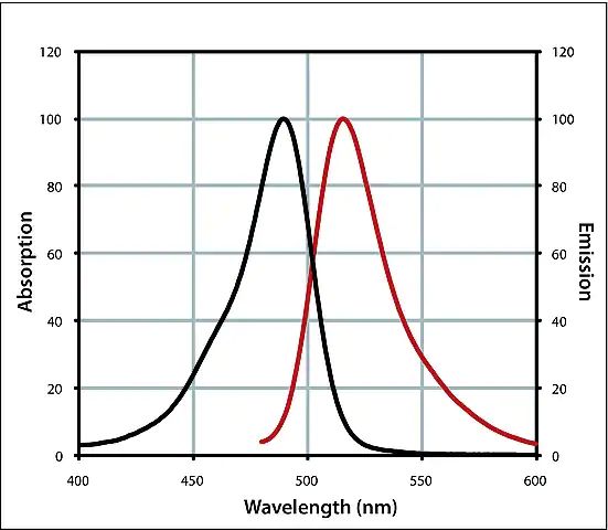 Anti-Swine IgG (H+L), CF<sup>TM</sup> 488A antibody produced in goat