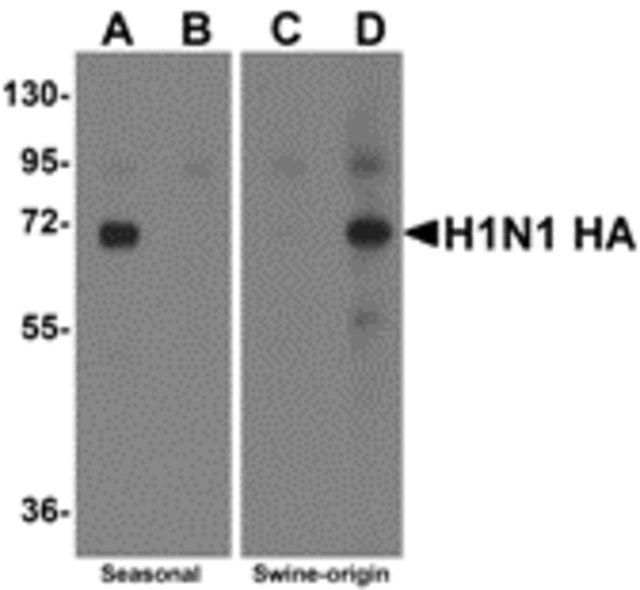 Anti-Swine H1N1 Hemagglutinin antibody produced in rabbit