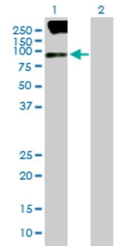 Anti-SV2B antibody produced in mouse