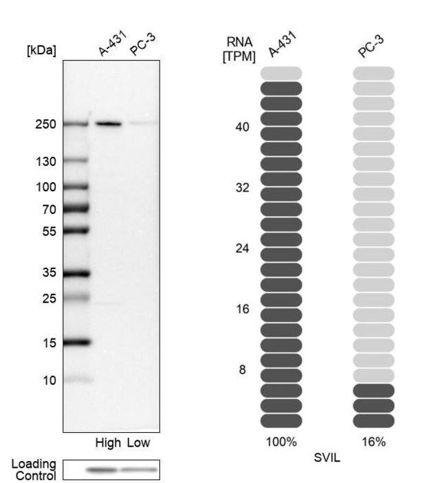 Anti-SVIL antibody produced in rabbit