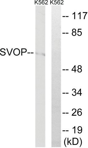 Anti-SVOP antibody produced in rabbit