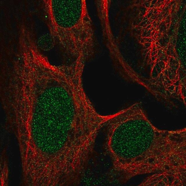 Anti-SWI5 antibody produced in rabbit