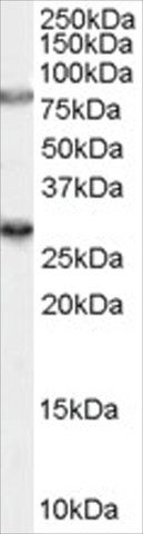 Anti-SV2A antibody produced in goat