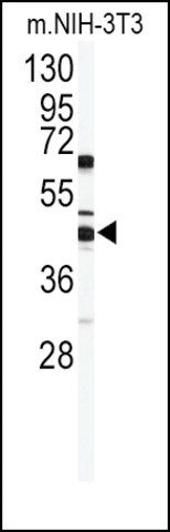 Anti-SUV39H2 (C-term K375) antibody produced in rabbit