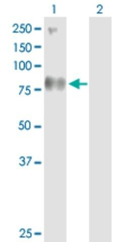 Anti-SV2B antibody produced in rabbit