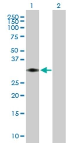 Anti-STX11 antibody produced in mouse