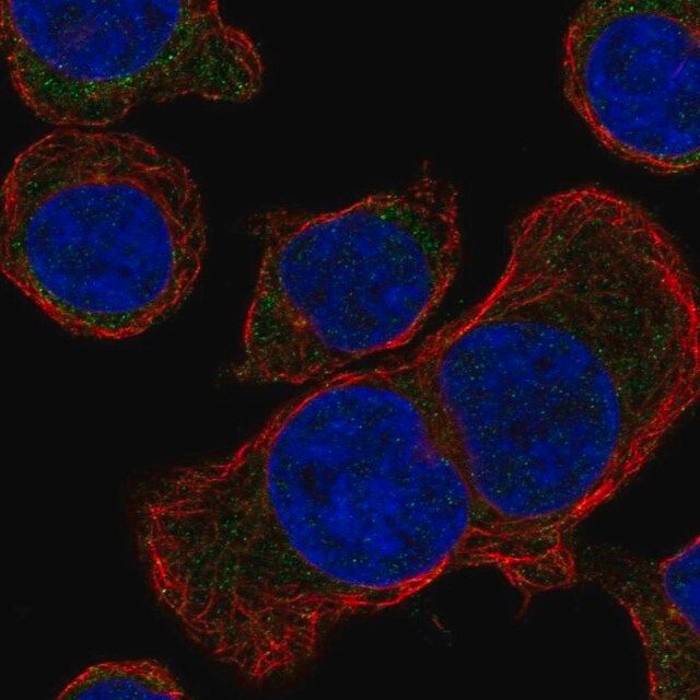 Anti-STUM antibody produced in rabbit