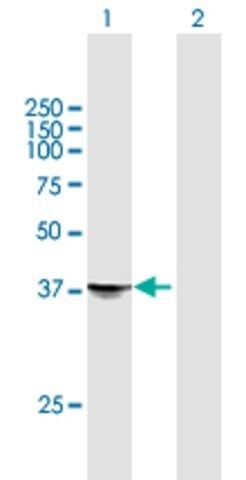 Anti-STX18 antibody produced in mouse