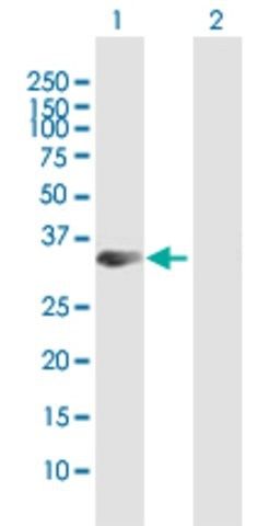 Anti-STX19 antibody produced in mouse