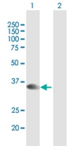 Anti-STX16 antibody produced in mouse